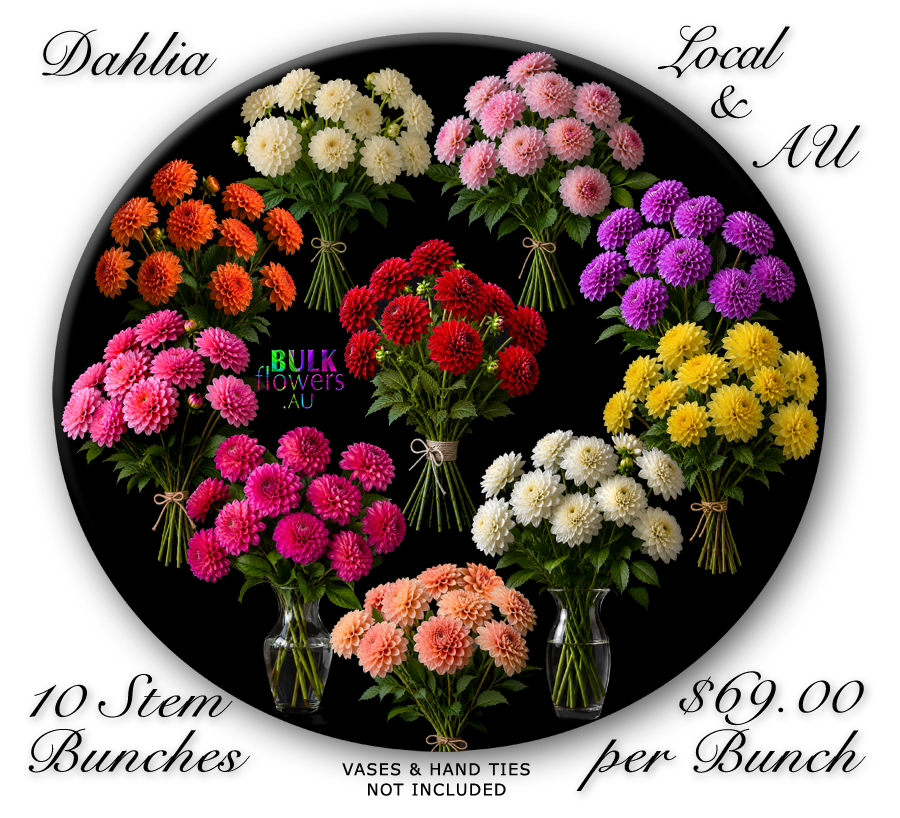 BULK FLOWERS DAHLIA