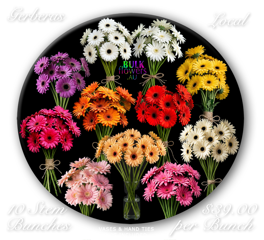 GERBERAS