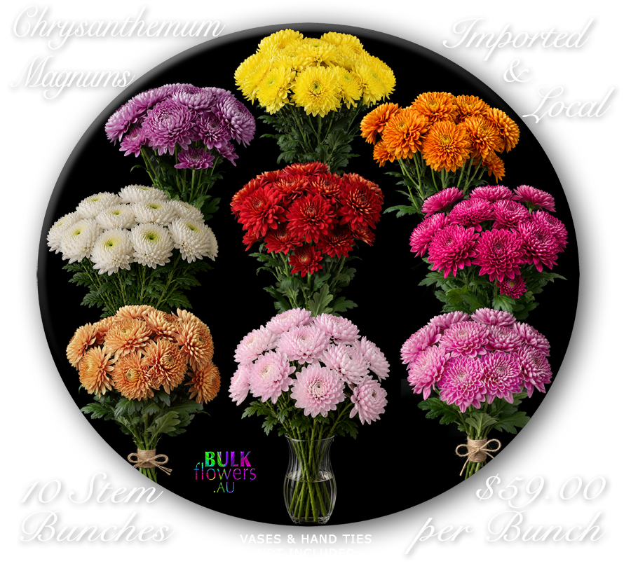 MAGNUM DISBUDS