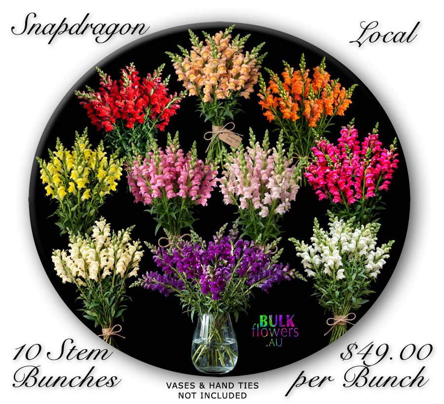 SNAPDRAGON